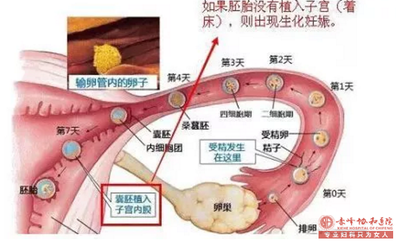 金华昨天还是两条线，今天就一条线，应该是生化妊娠